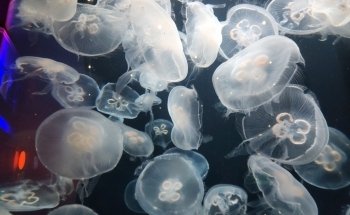 OdySea Aquarium