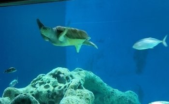 OdySea Aquarium