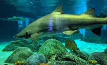 OdySea Aquarium