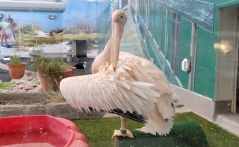 Clearwater Marine Aquarium