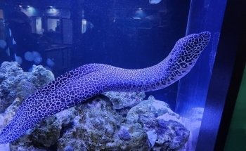 Clearwater Marine Aquarium