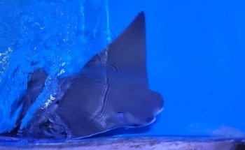 Clearwater Marine Aquarium