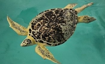 Clearwater Marine Aquarium