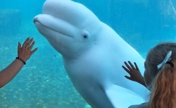Mystic Aquarium