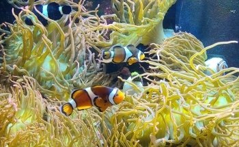 Mystic Aquarium