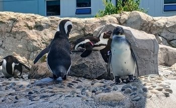 Mystic Aquarium