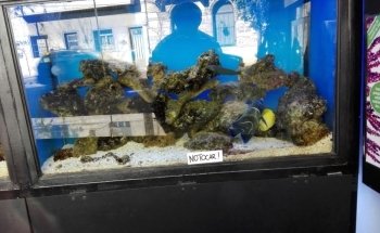 Acuario Ichthys