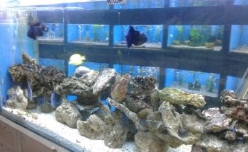 Acuario Ichthys