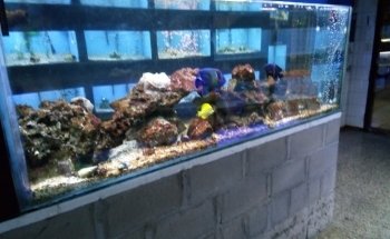 Acuario Ichthys
