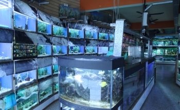 Acuario Ichthys