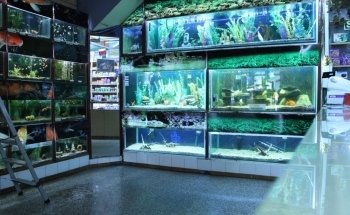 Acuario Ichthys