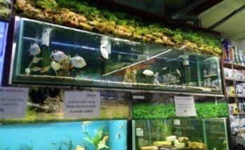 Acuario Ichthys