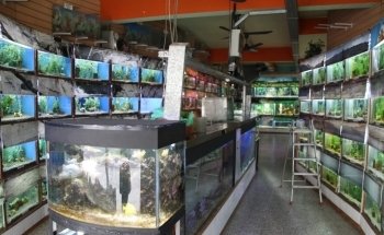 Acuario Ichthys