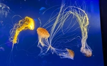 New York Aquarium