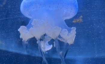 New York Aquarium