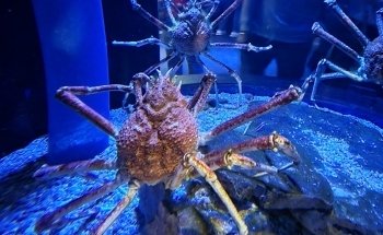 New York Aquarium