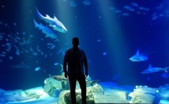 New York Aquarium
