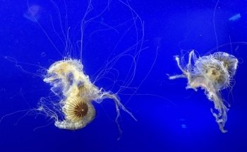 Point Defiance Zoo & Aquarium