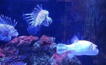 One World Interactive Aquarium formerly SeaQuest