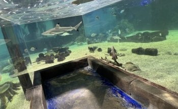Acuario Interactivo One World anteriormente SeaQuest
