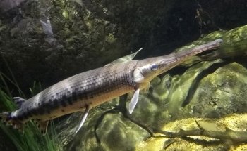 Virginia Aquarium & Marine Science Center