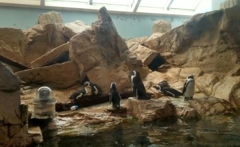 Audubon Aquarium
