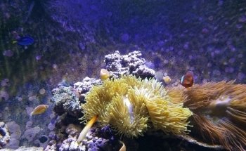 Audubon Aquarium