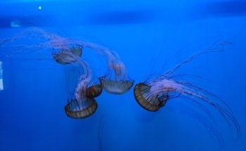 Audubon Aquarium