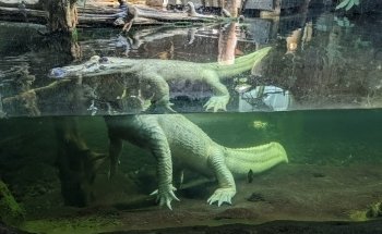 Audubon Aquarium