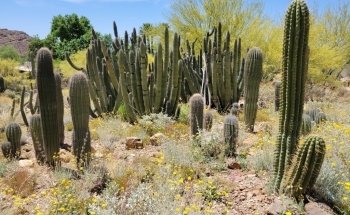 Arizona-Sonora Desert Museum