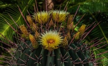 Arizona-Sonora Desert Museum