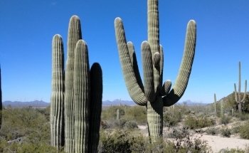 Arizona-Sonora Desert Museum