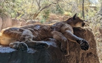 Arizona-Sonora Desert Museum