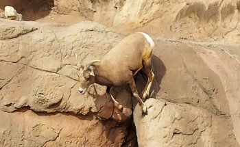 Arizona-Sonora Desert Museum