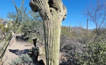 Arizona-Sonora Desert Museum