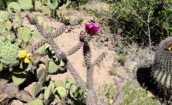 Arizona-Sonora Desert Museum