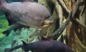 Shark Reef Aquarium at Mandalay Bay