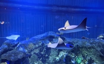 Shark Reef Aquarium at Mandalay Bay