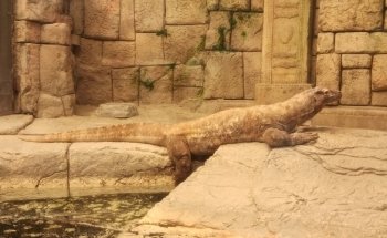 Shark Reef Aquarium at Mandalay Bay