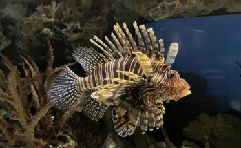 Shark Reef Aquarium at Mandalay Bay