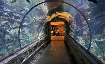 Acuario Shark Reef en Mandalay Bay