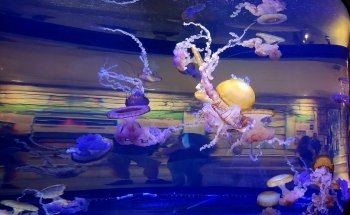 Shark Reef Aquarium at Mandalay Bay