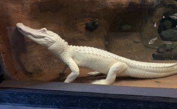 Wildlife World Zoo, Aquarium & Safari Park