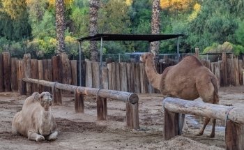Wildlife World Zoo, Aquarium & Safari Park