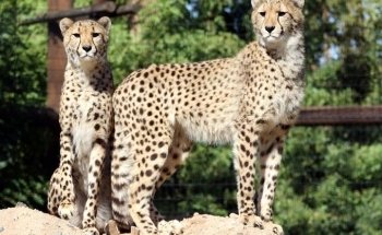 Wildlife World Zoo, Aquarium & Safari Park