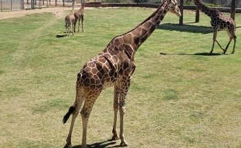 Wildlife World Zoo, Aquarium & Safari Park