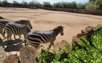 Wildlife World Zoo, Aquarium & Safari Park