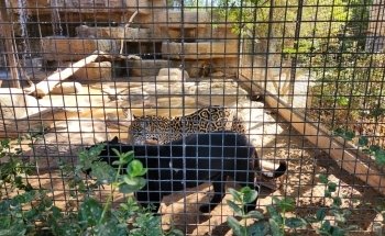 Wildlife World Zoo, Aquarium & Safari Park