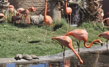 Wildlife World Zoo, Aquarium & Safari Park