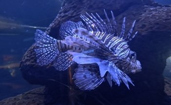 North Carolina Aquarium at Fort Fisher